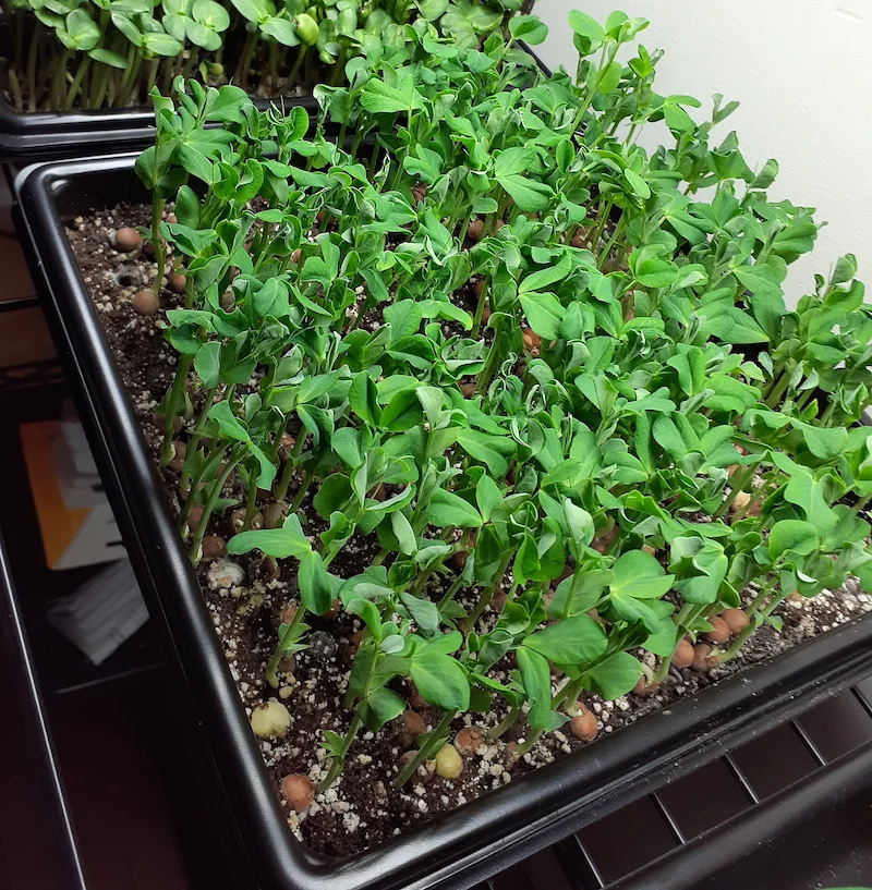 Student Grown Microgreens