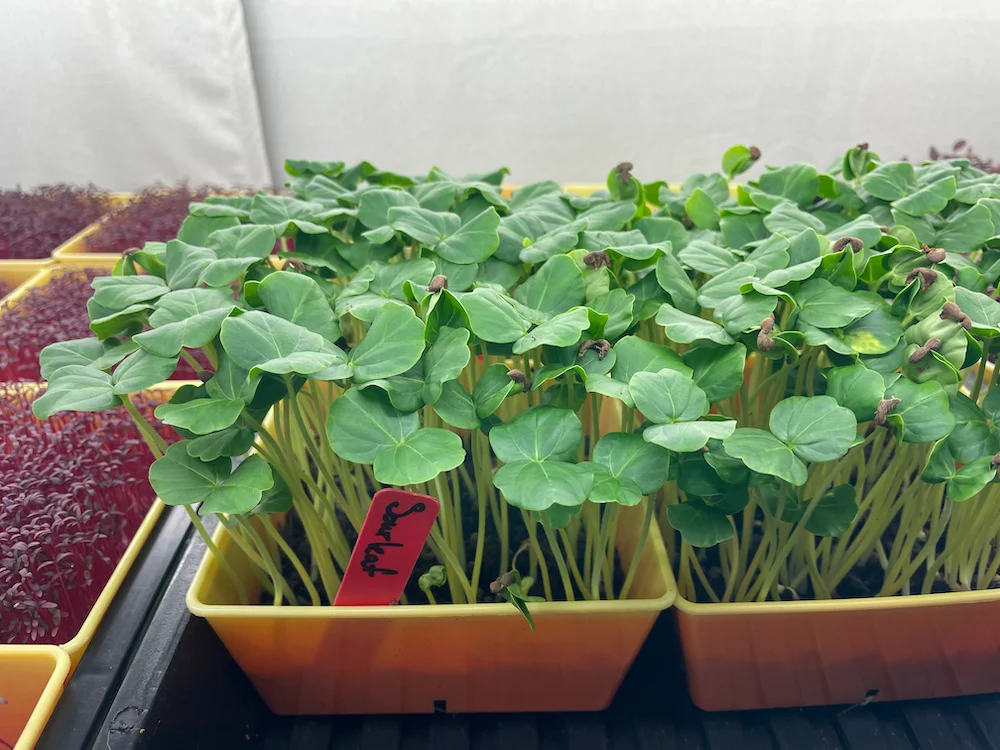 Microgreens in a tray