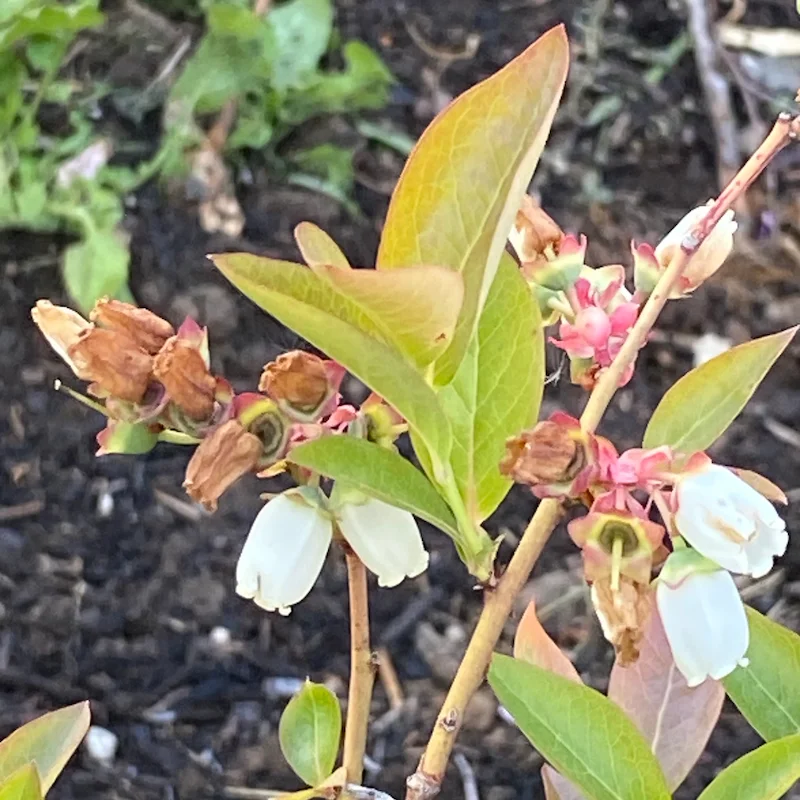 Blueberry Blossoms