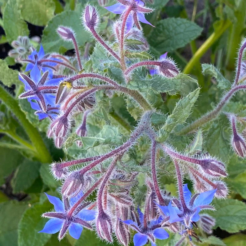 Borage Blossom