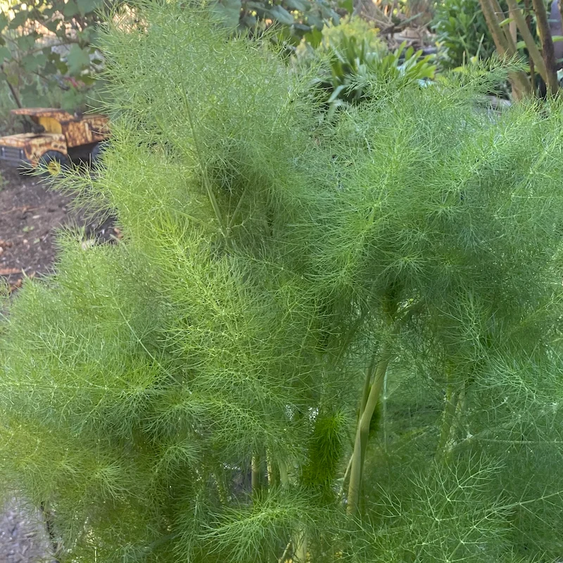 Fennel plant