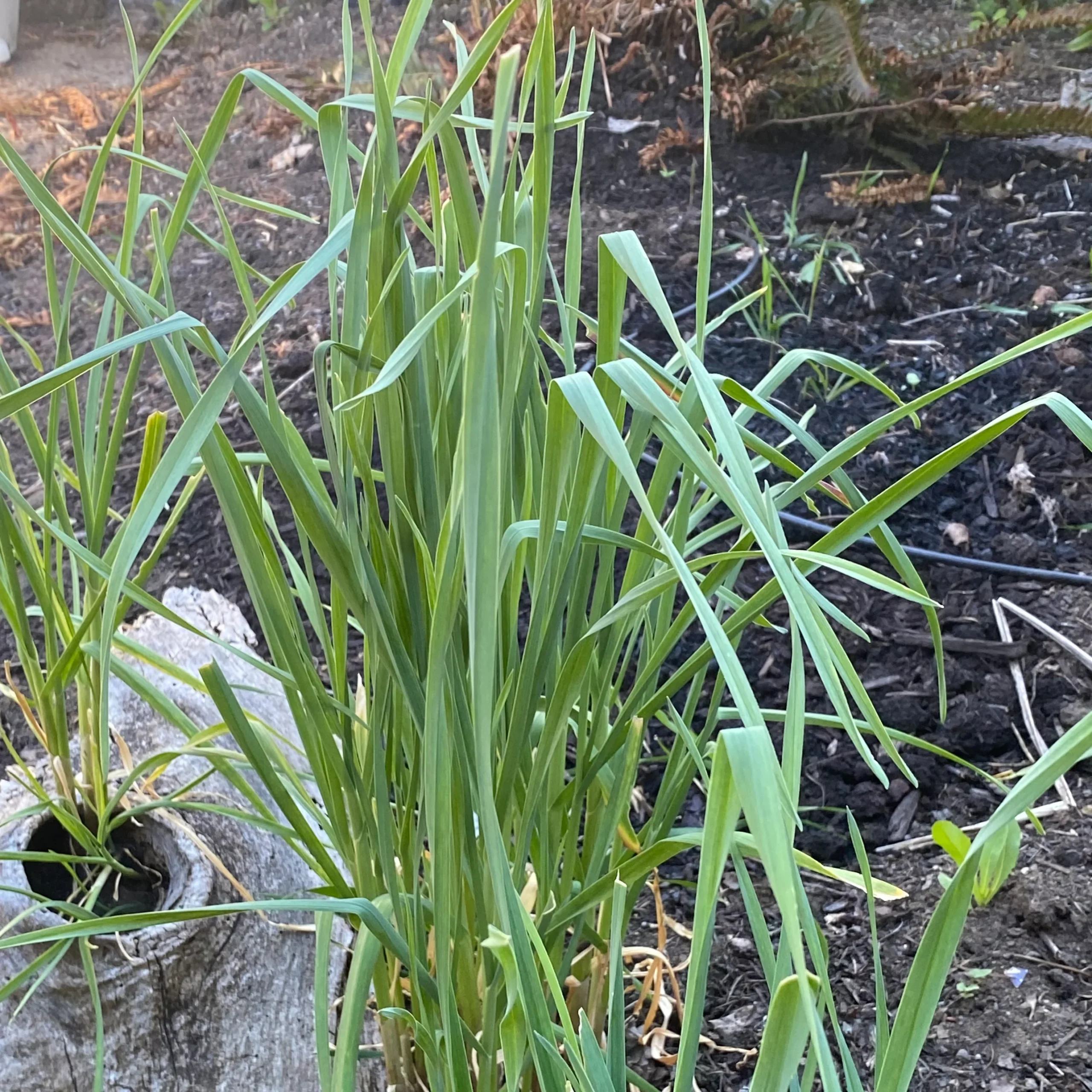 Garlic plant