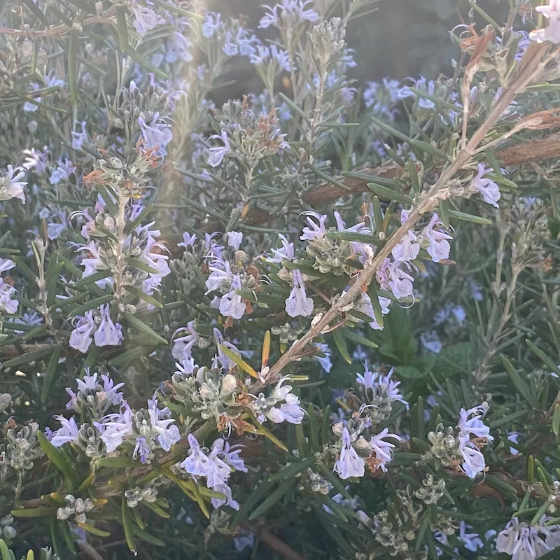 Rosemary