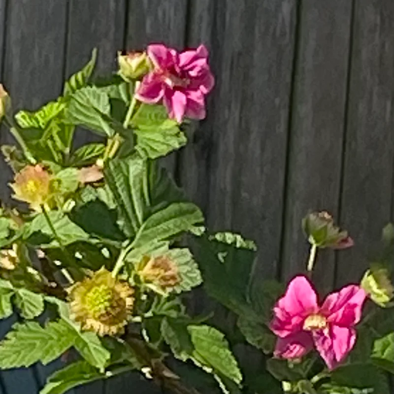 Salmon Berry Blossom