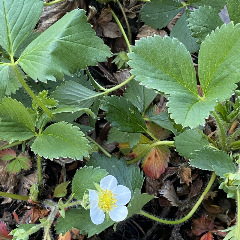 Strawberry Bloom