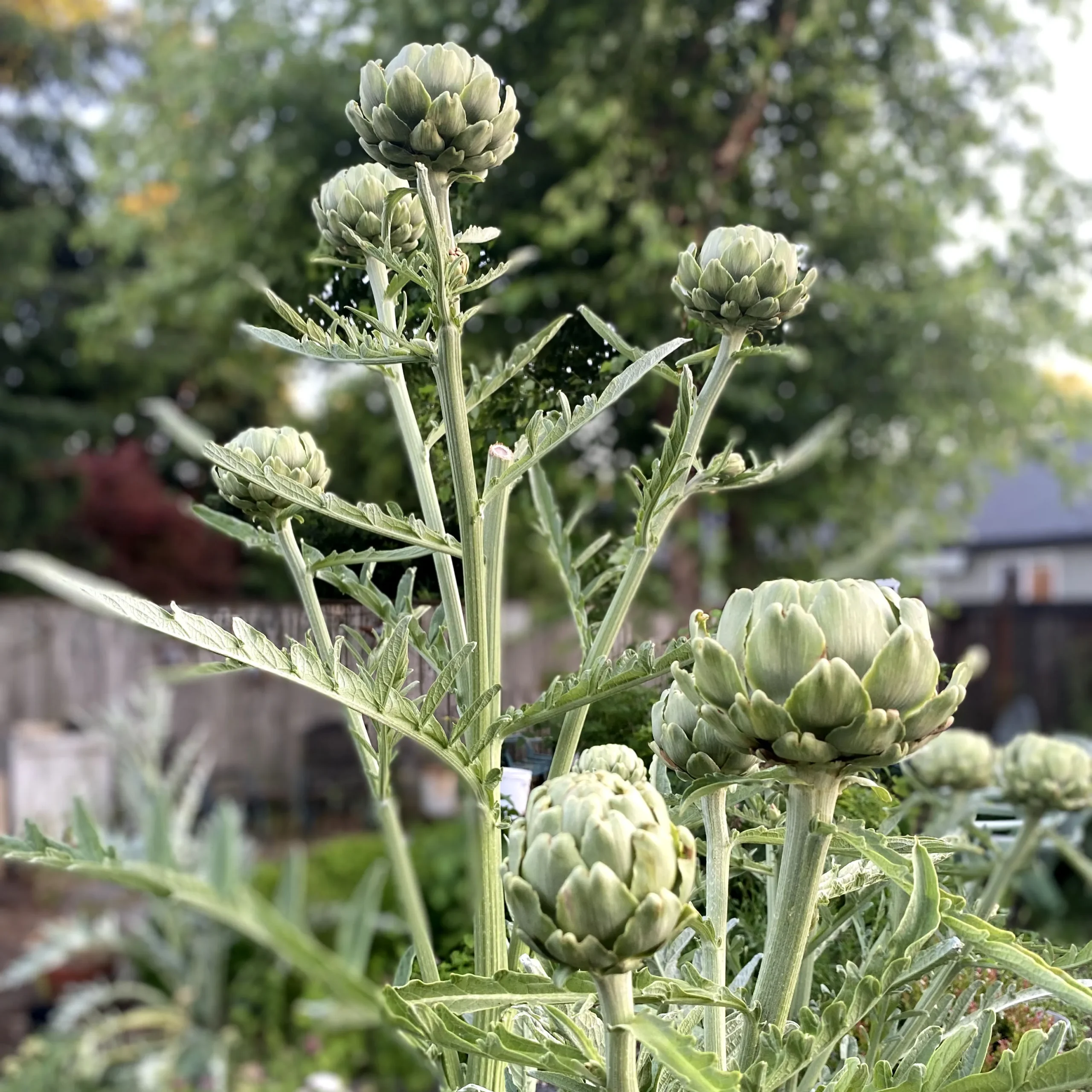 artichokes Arthichoke plant