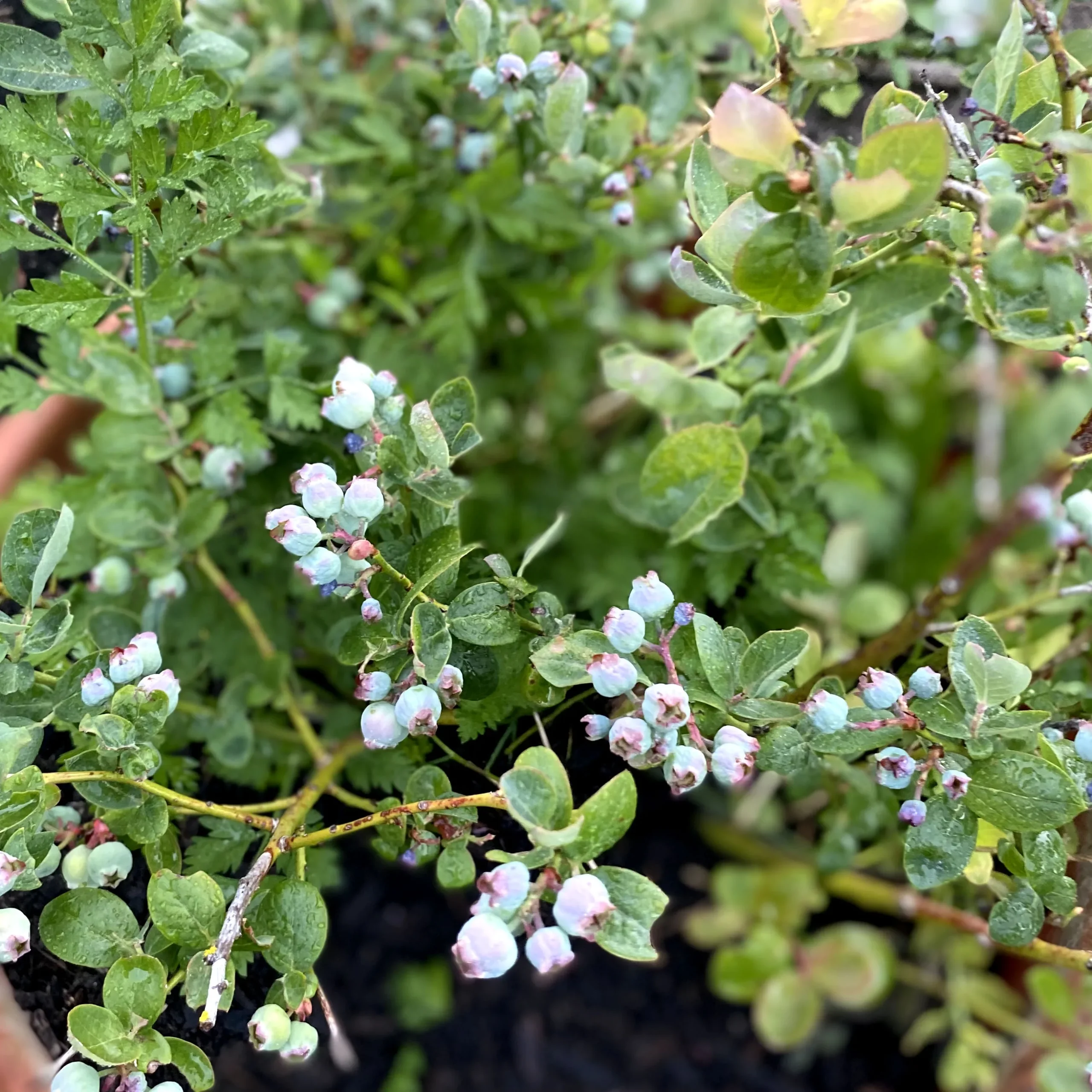 Young Blueberries