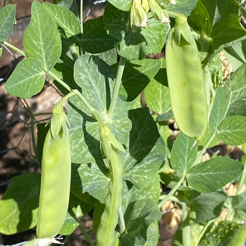 snap peas snap peas