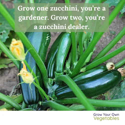 Cartoon Bunny saying "you call it a garden, I call it a buffett!"
