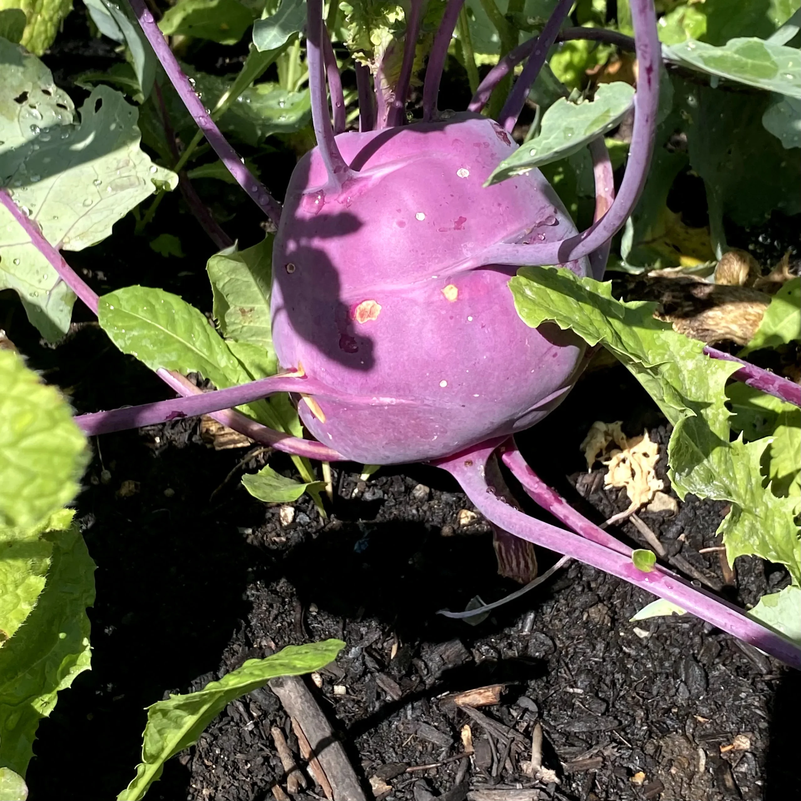 Rutabaga