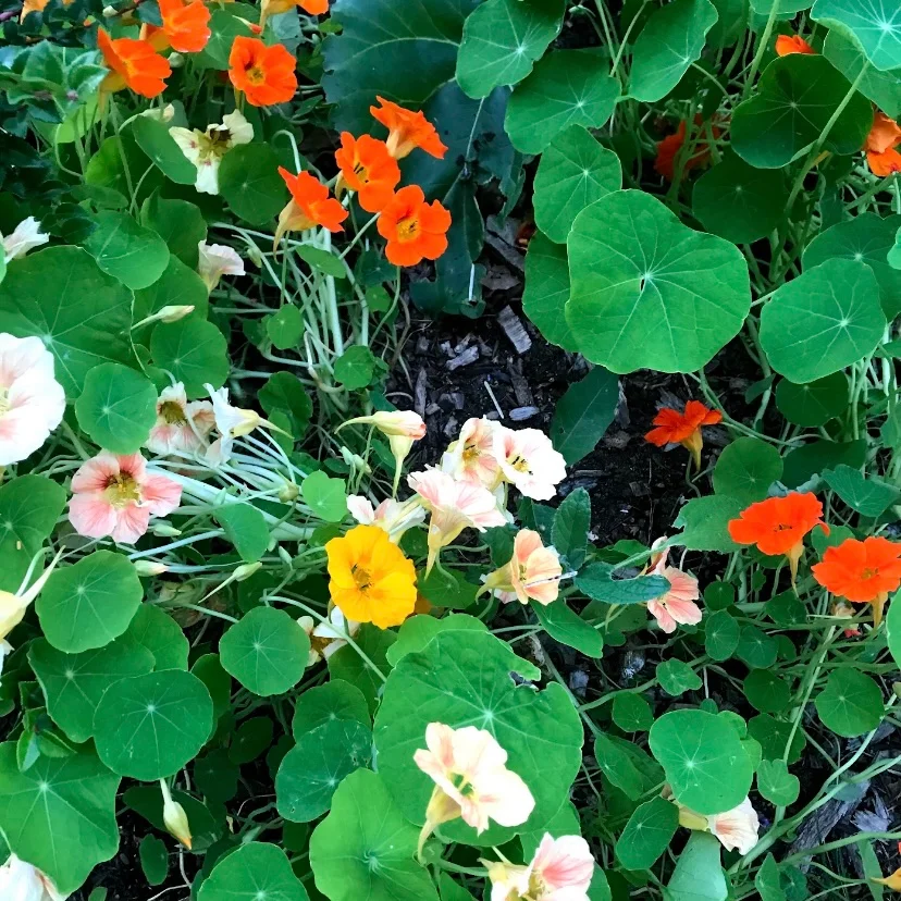 nasturtiums 