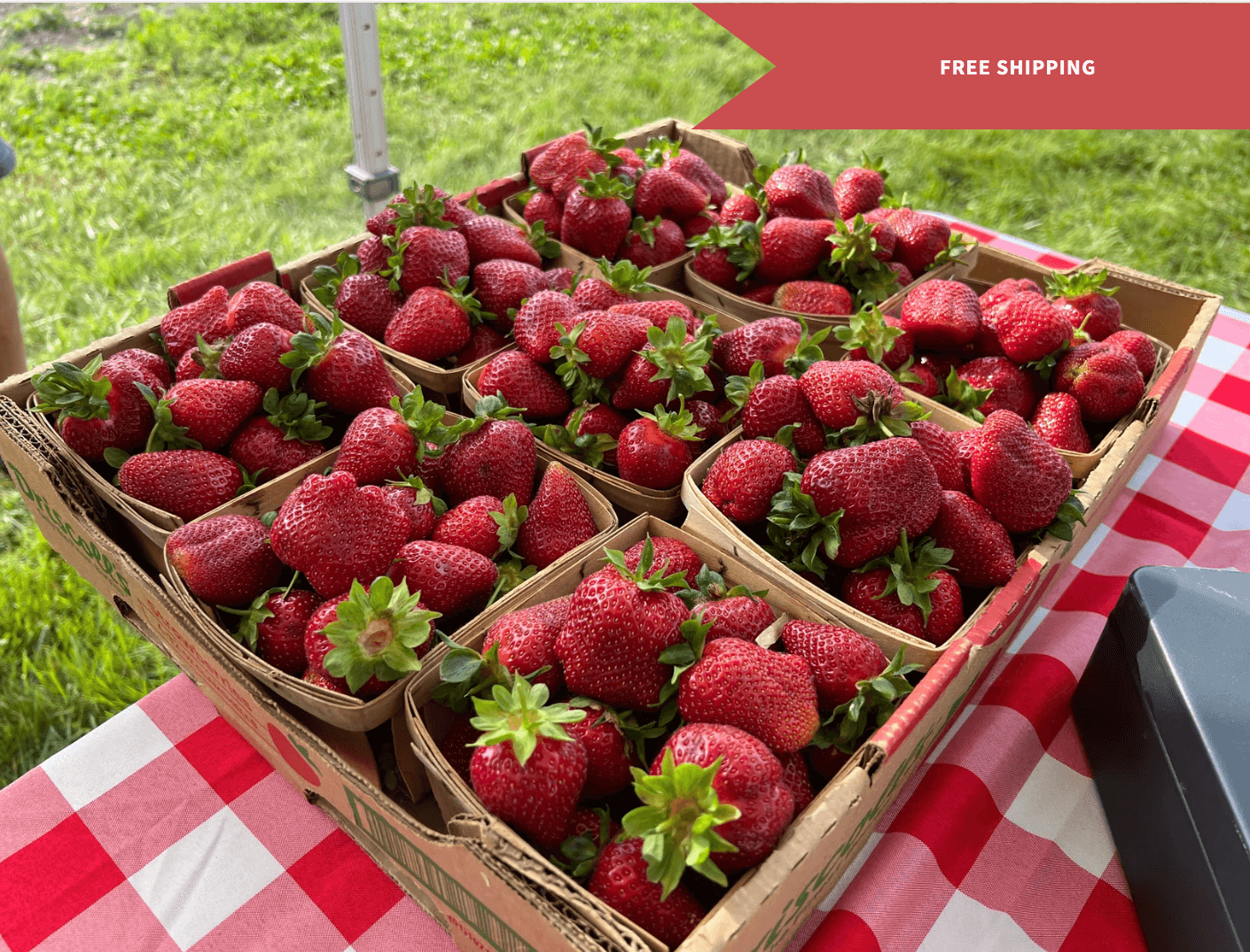 Strawberries - Growing Farmers(1) Strawberry