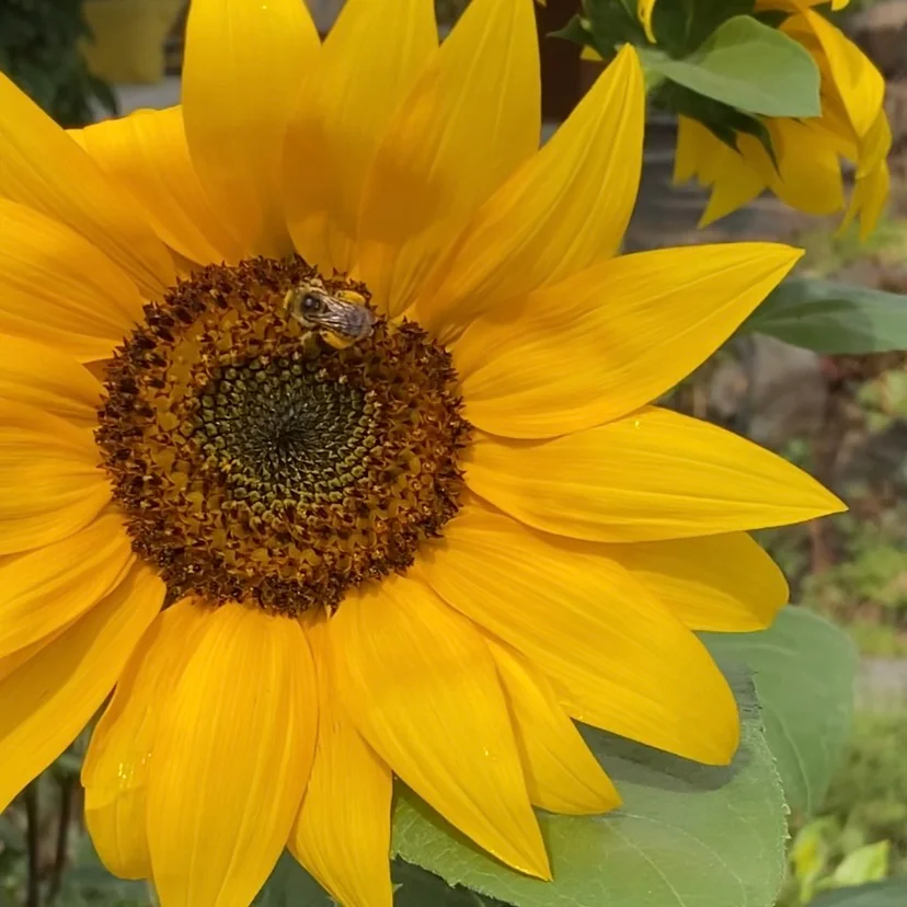 Sunflower