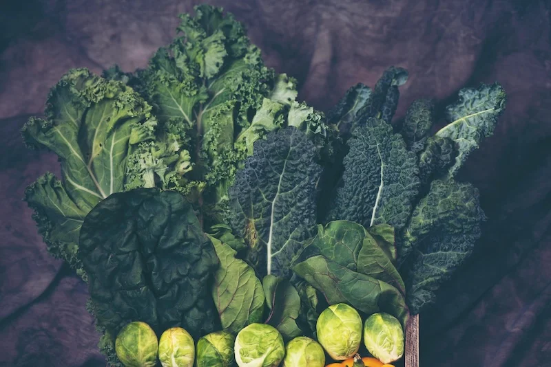 How to Harvest and Store Kale for Maximum Freshness and Yield