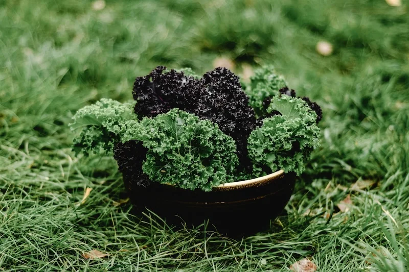 Kale Harvest2