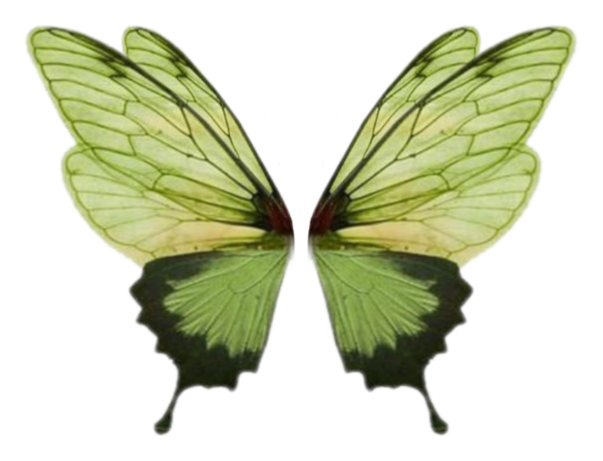 Green Butterfly