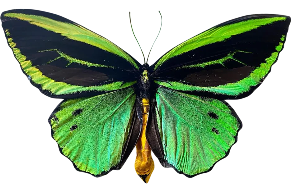 Green Butterfly