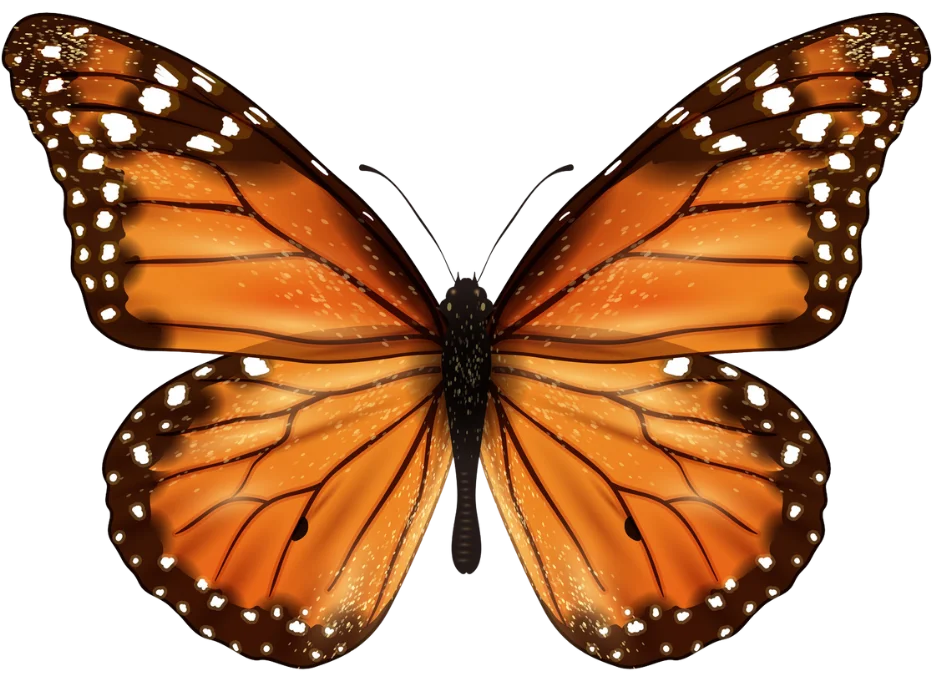 Orange Butterfly