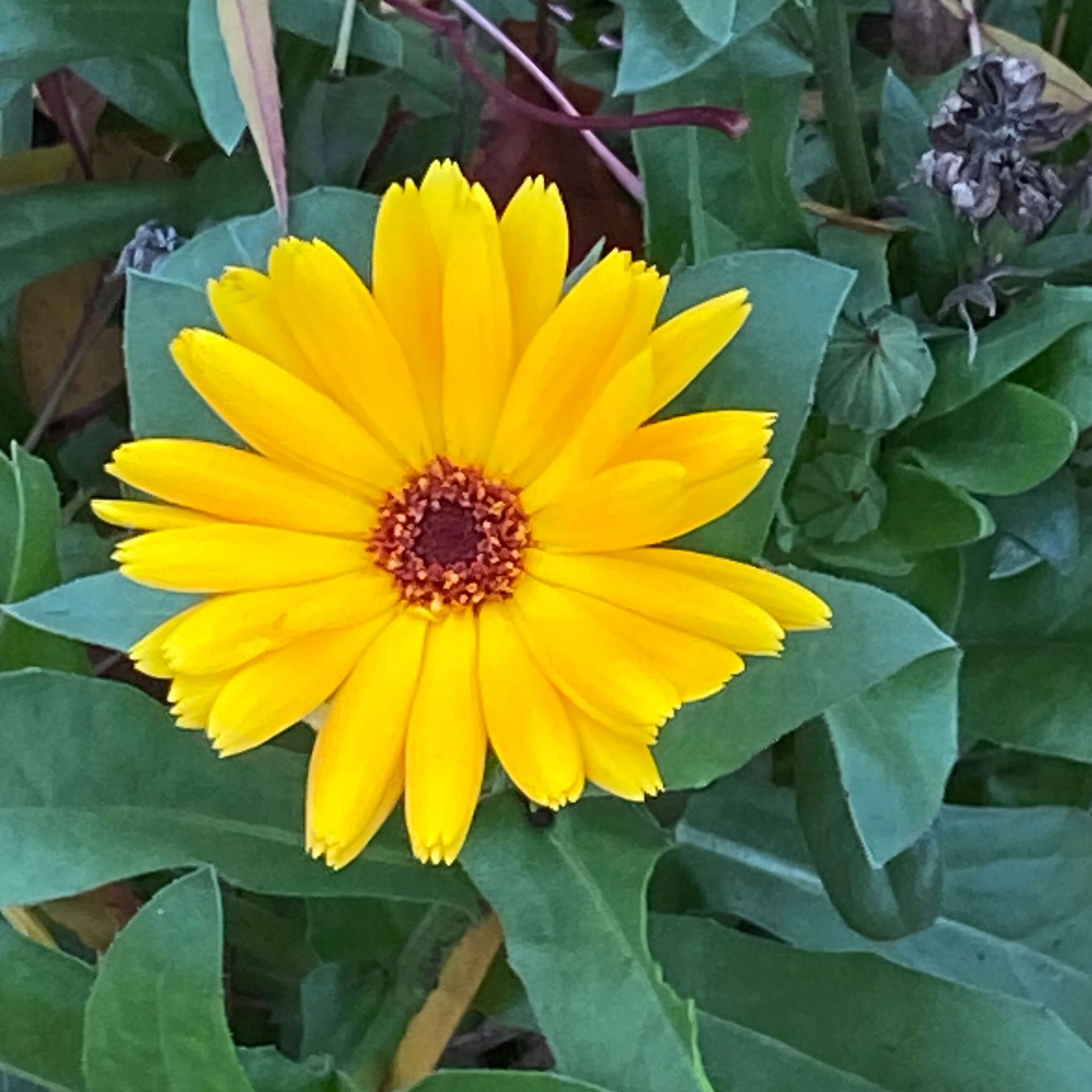 Calendula