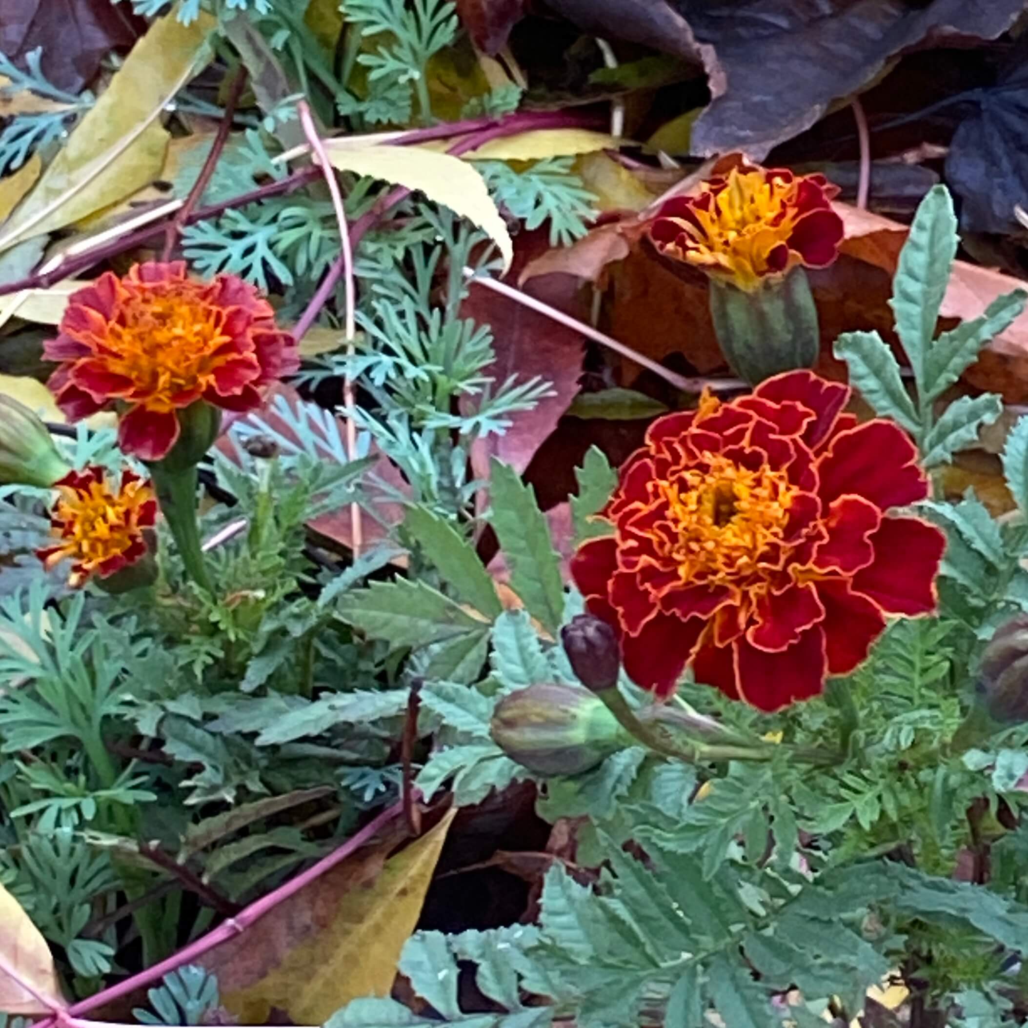 Himalyan Marigolds