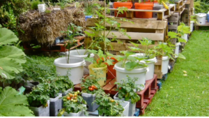 Container Gardening Buckets