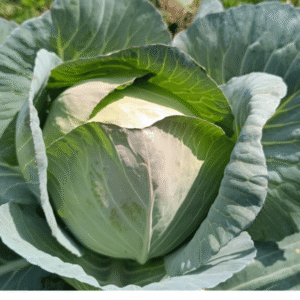 Cabbage