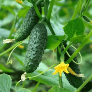 Cucumber