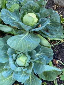 Cabbage in Garden