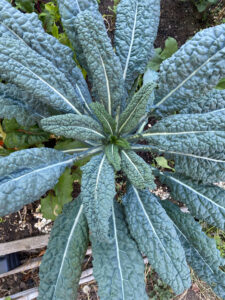 Kale