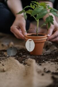 Tomato Container Gardening Gift Tag